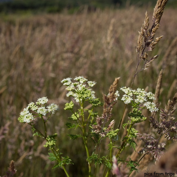 flowers on the hill2011d18c002.jpg